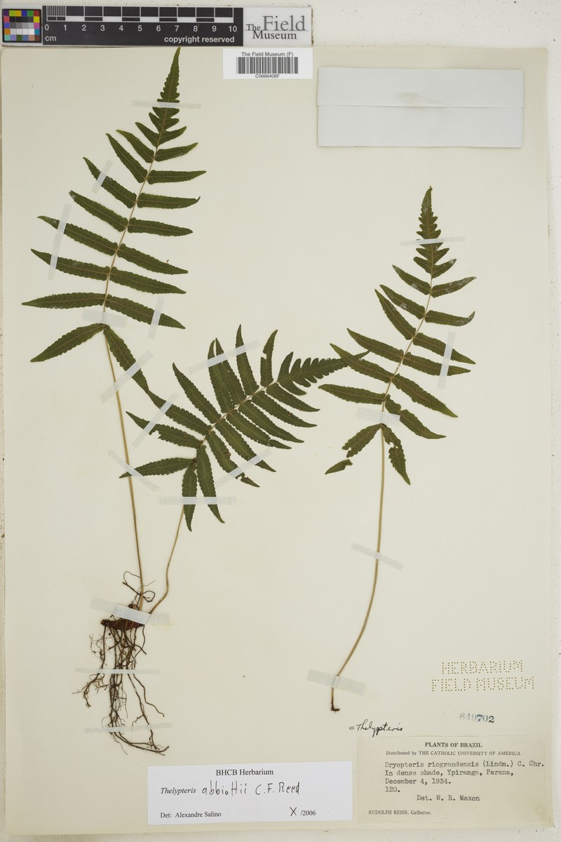 Thelypteris abbiattii photo 2