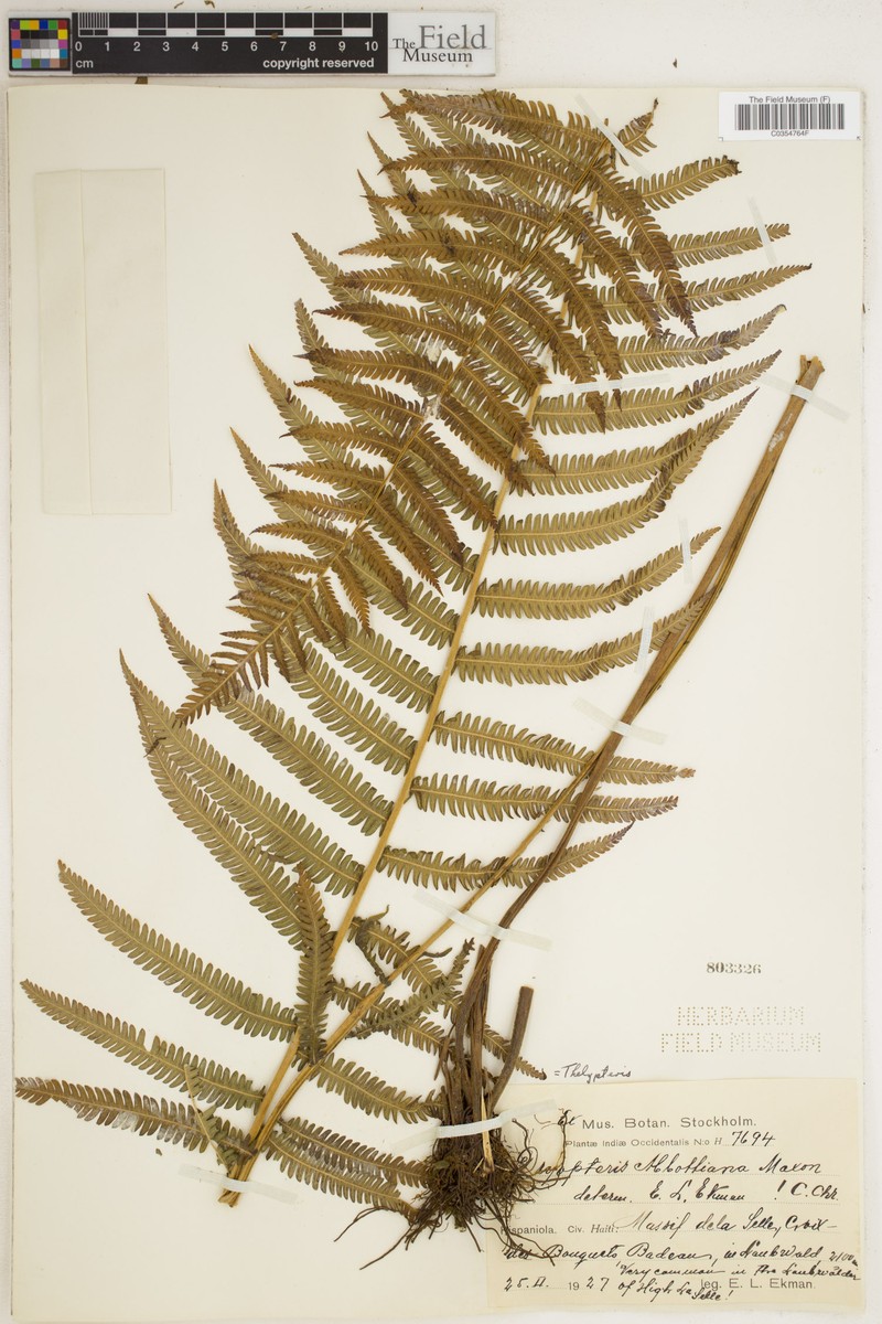 Thelypteris abbottiana
