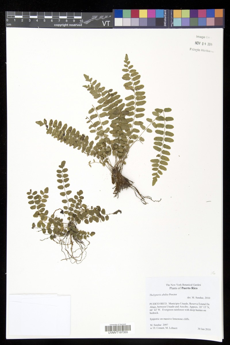 Rio Abajo Maiden Fern