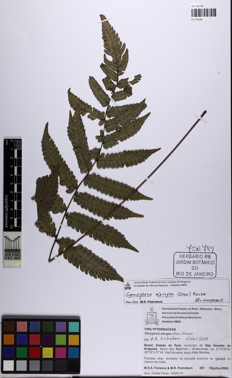 Fairybit Maiden Fern