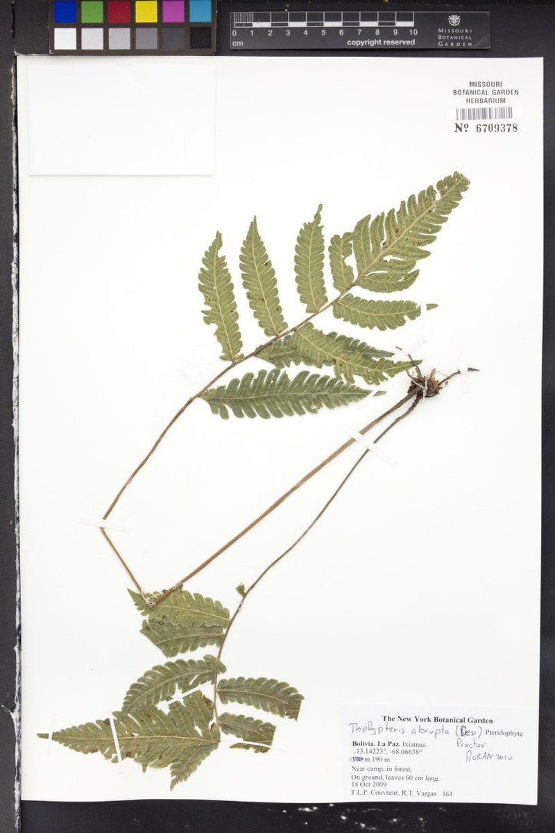 Fairybit Maiden Fern photo 2