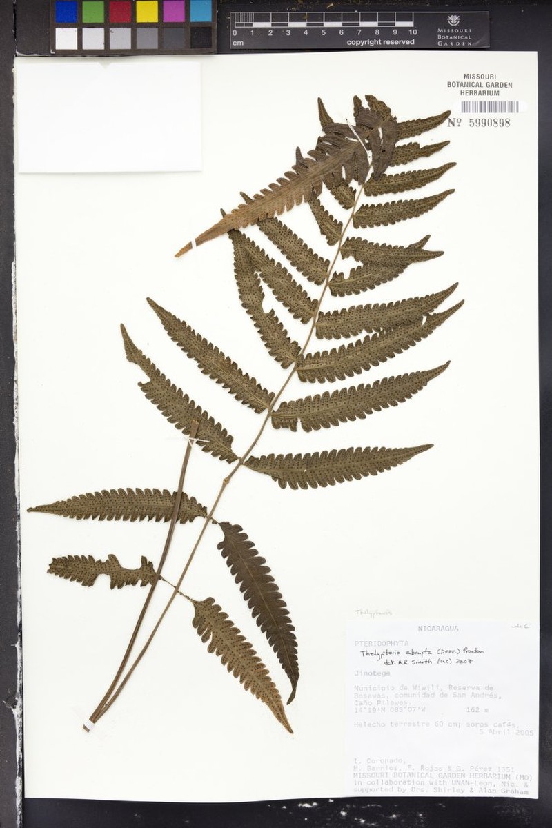 Fairybit Maiden Fern photo 3