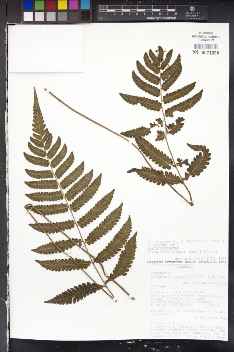 Fairybit Maiden Fern photo 4
