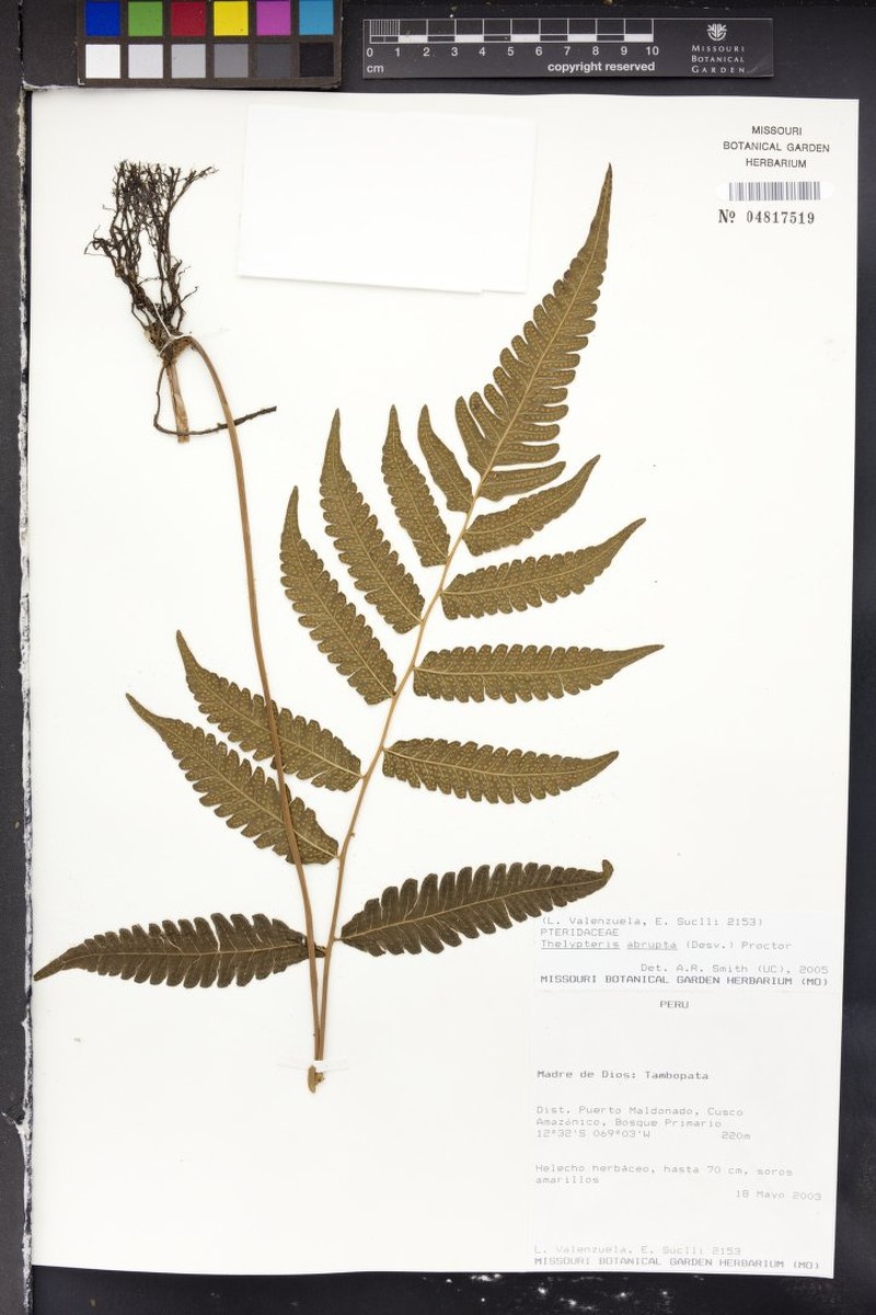 Fairybit Maiden Fern photo 5