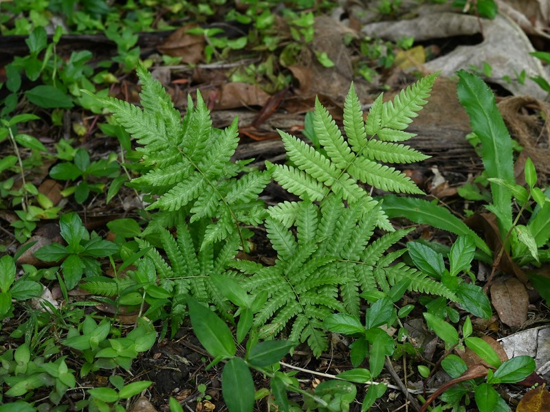Fairybit Maiden Fern