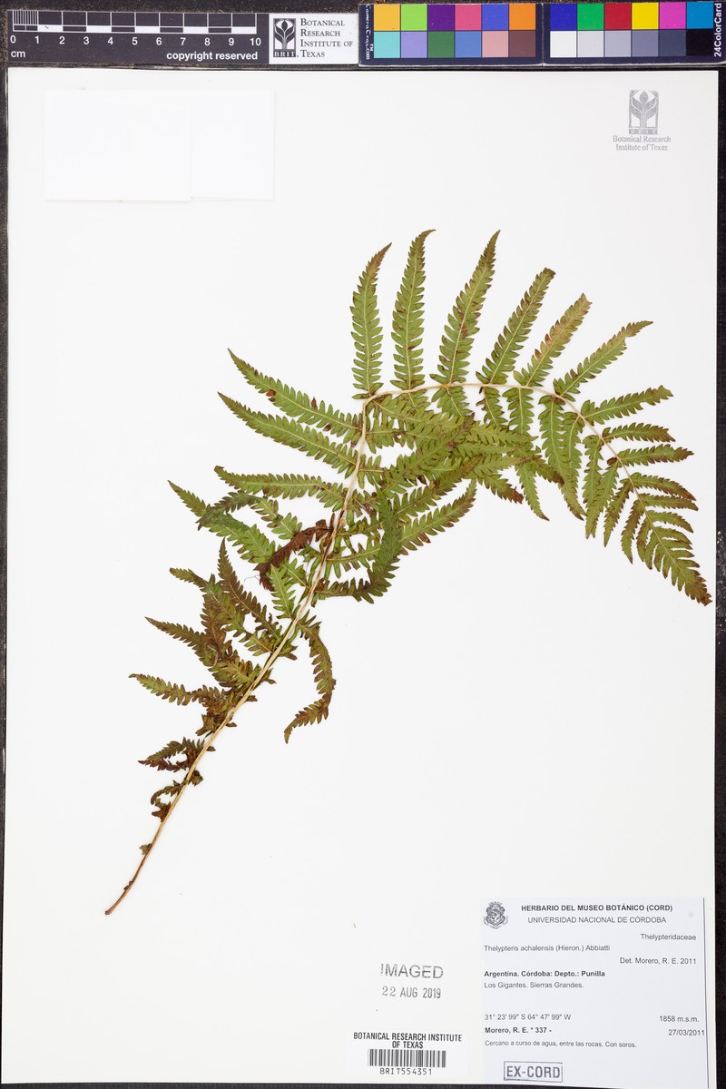Thelypteris achalensis