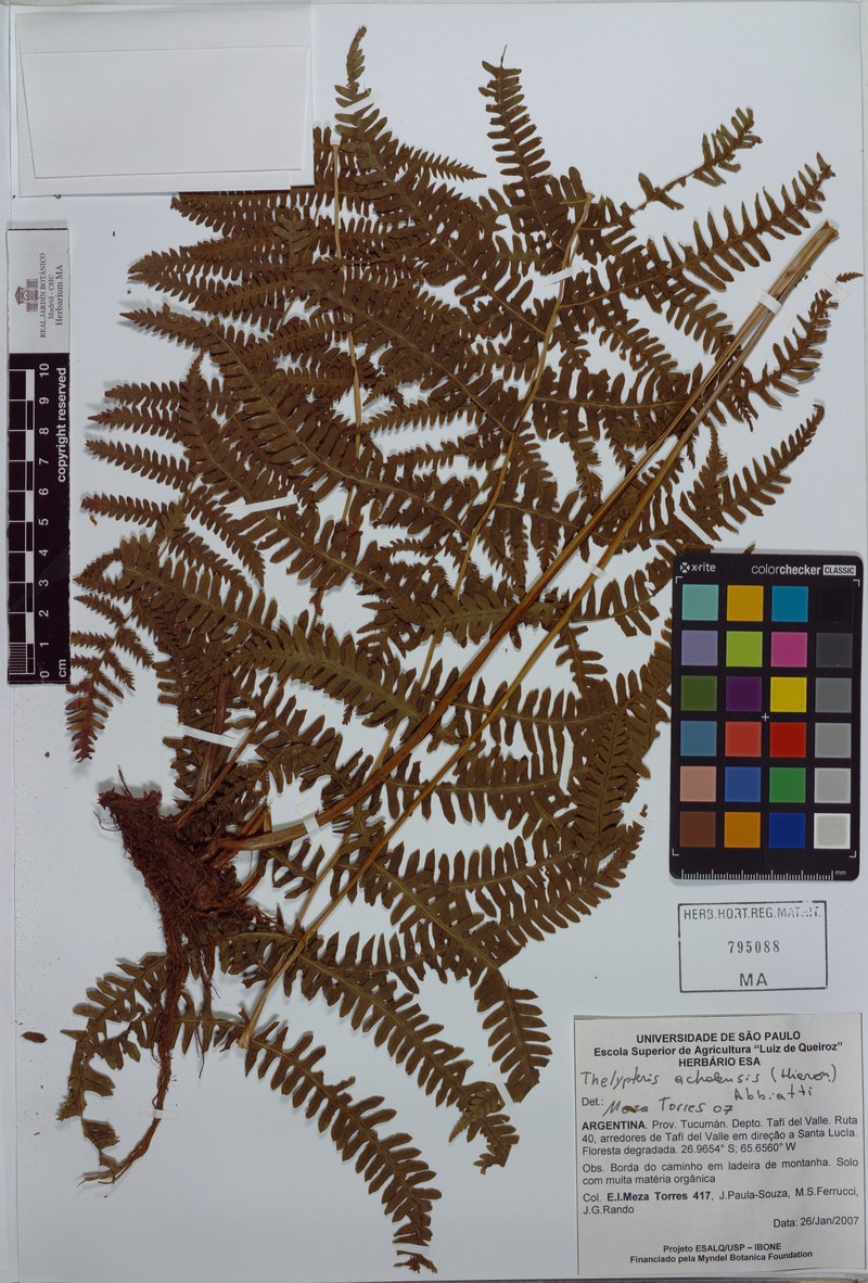 Thelypteris achalensis photo 2