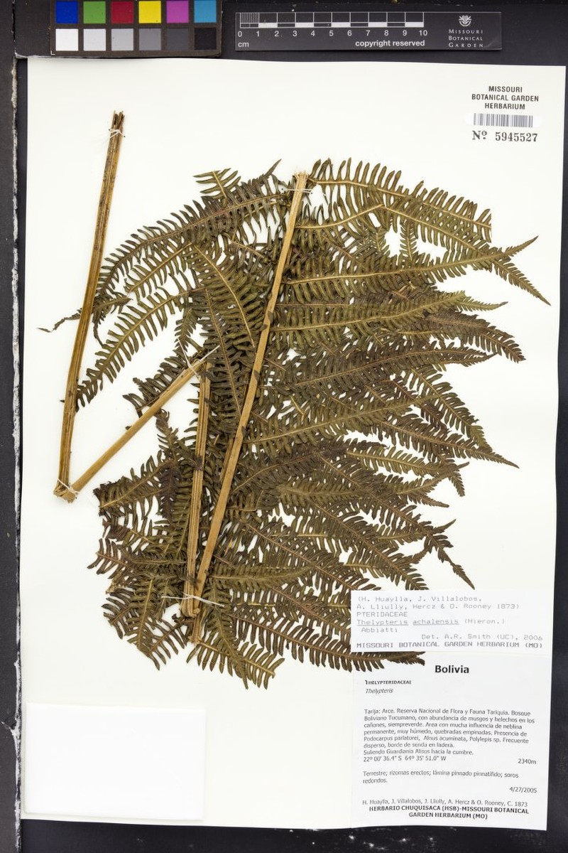 Thelypteris achalensis photo 3