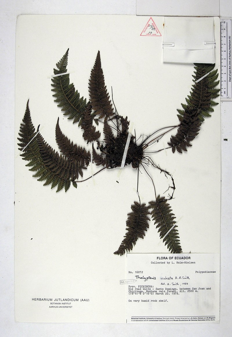 Thelypteris aculeata