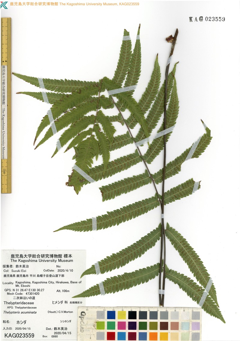 Thelypteris acuminata photo 5
