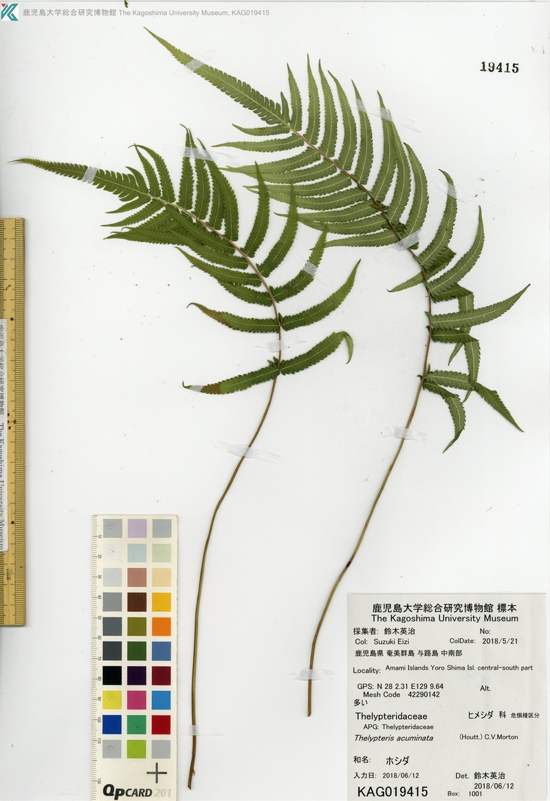 Thelypteris acuminata photo 6