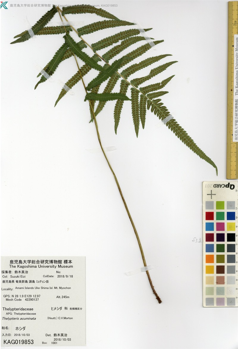 Thelypteris acuminata photo 7
