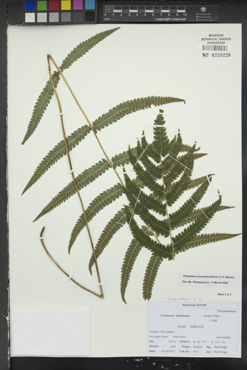 Thelypteris acuminata photo 8