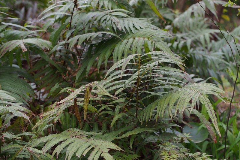 Thelypteris acuminata photo 2