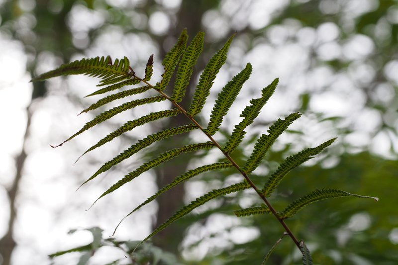 Thelypteris acuminata photo 3