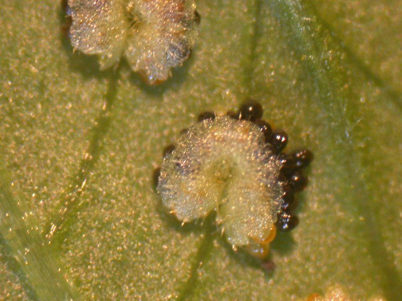 Thelypteris acuminata photo 4