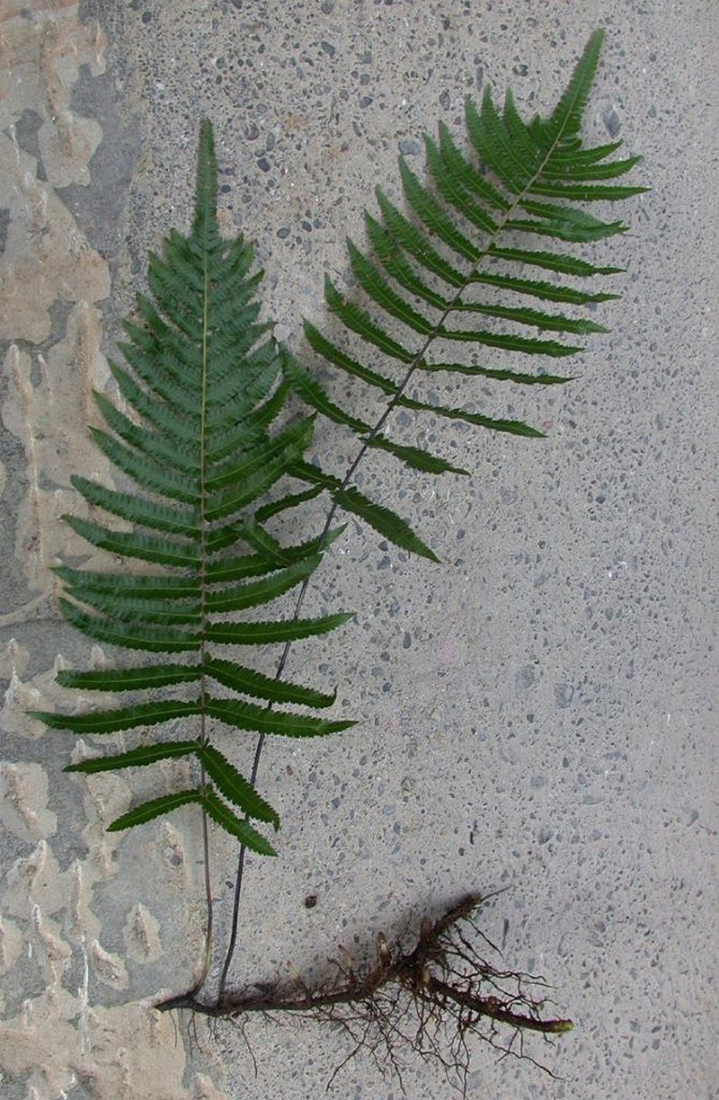 Thelypteris acuminata