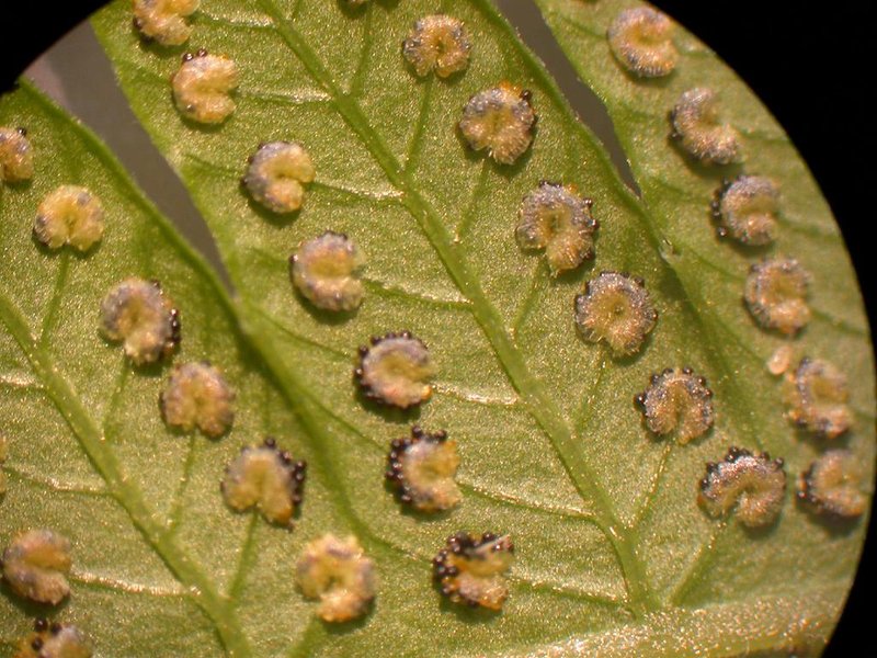Thelypteris acuminata