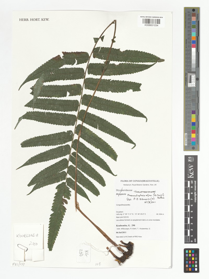 Thelypteris afra