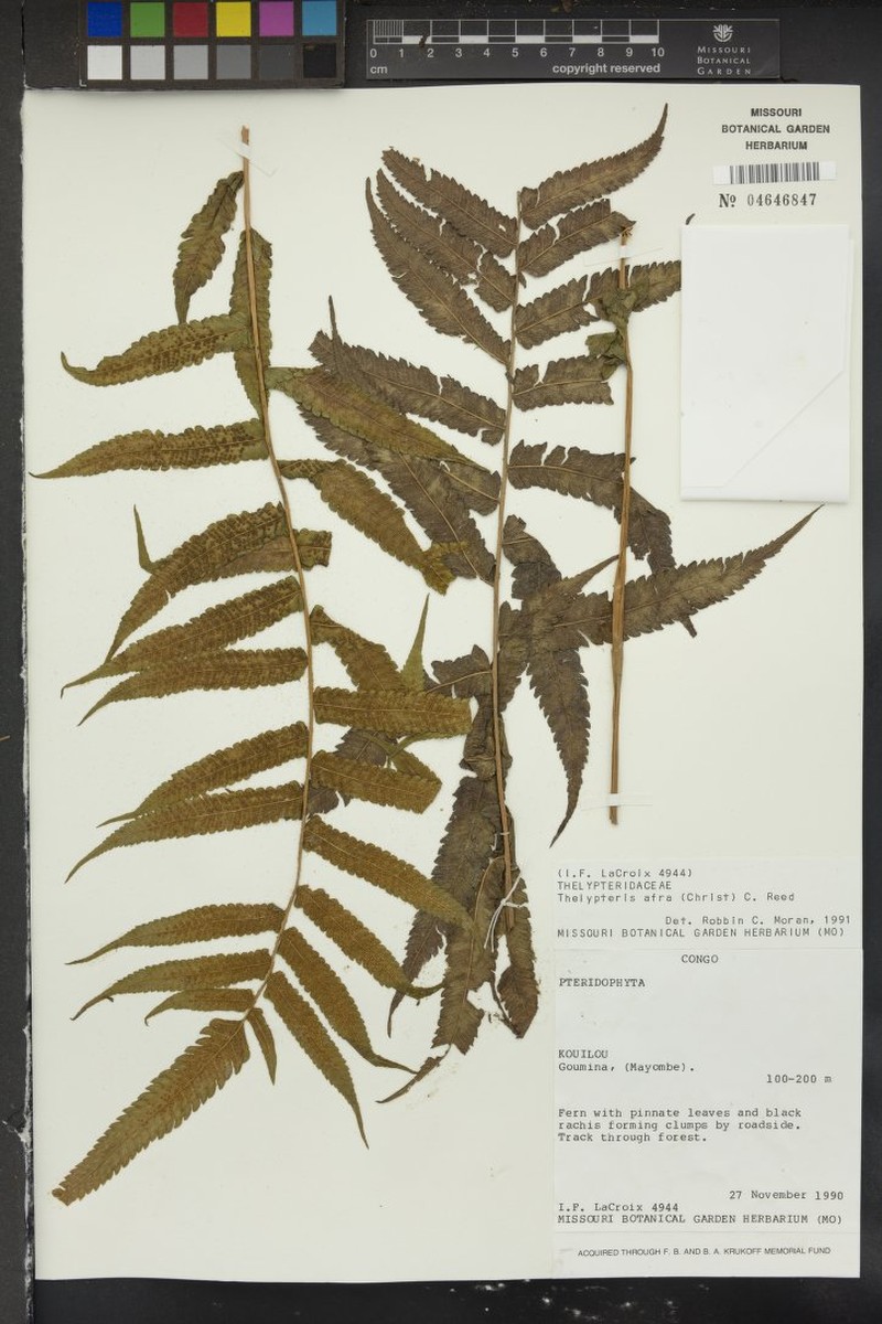 Thelypteris afra photo 2