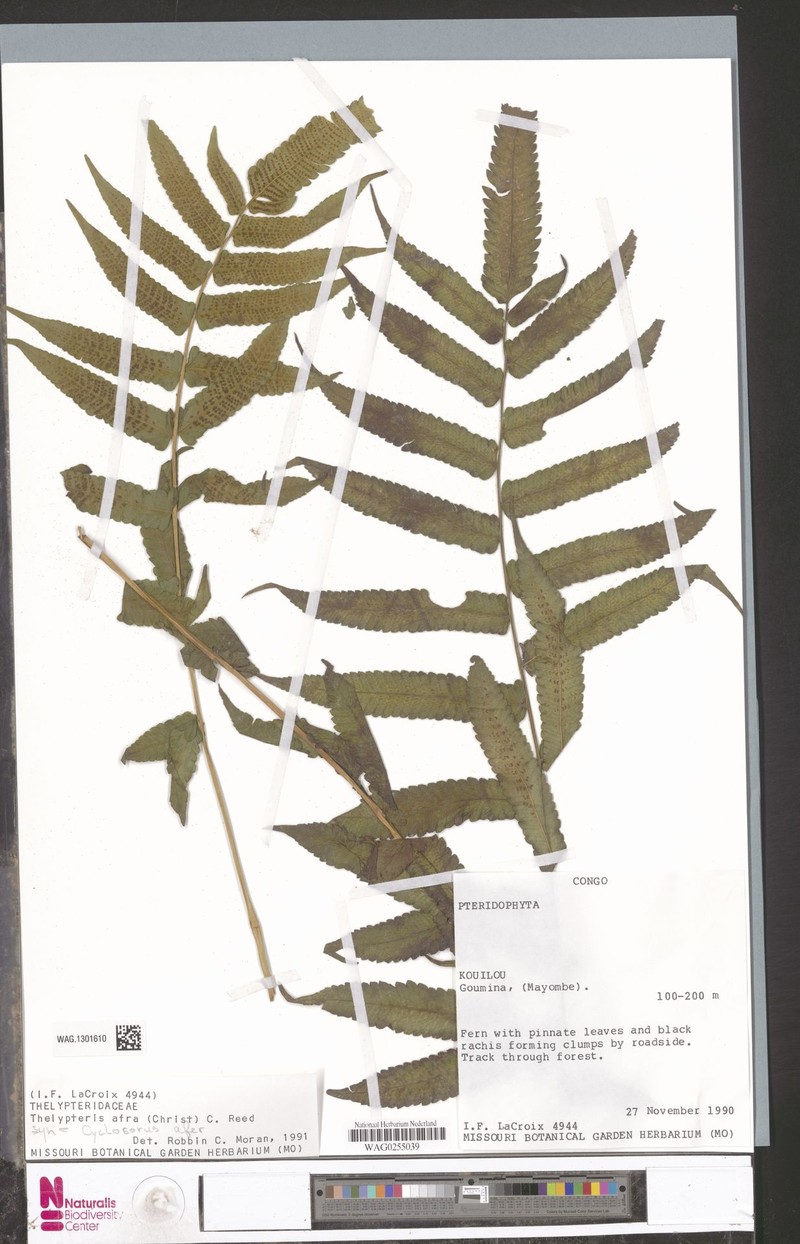 Thelypteris afra photo 3