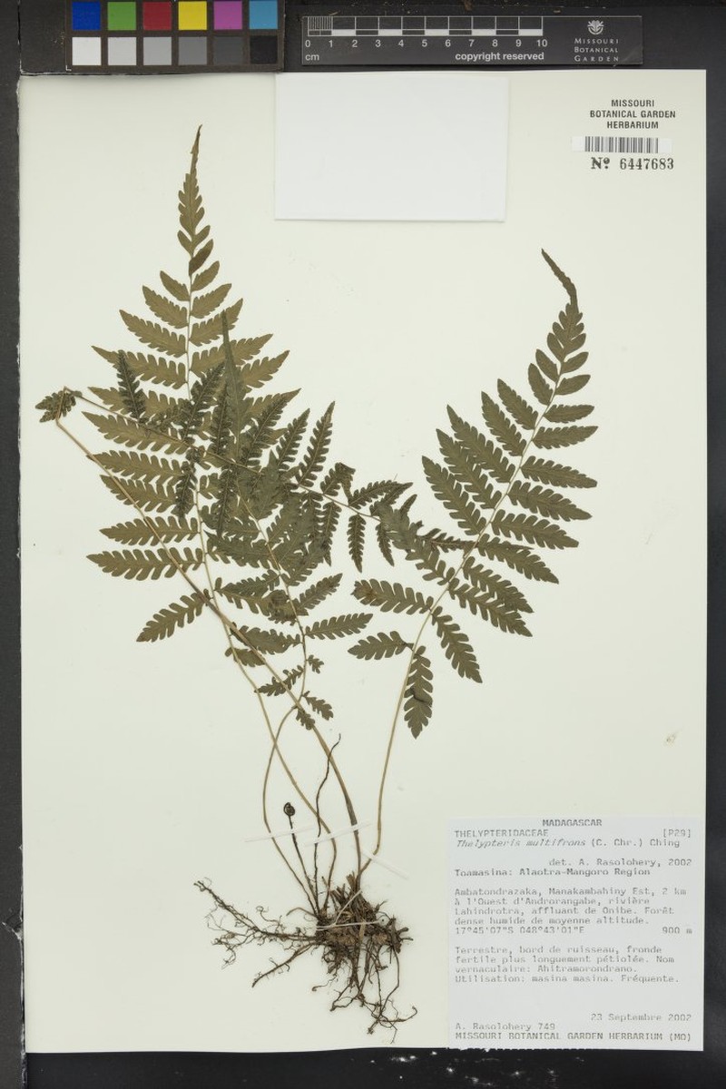 Thelypteris afzelii
