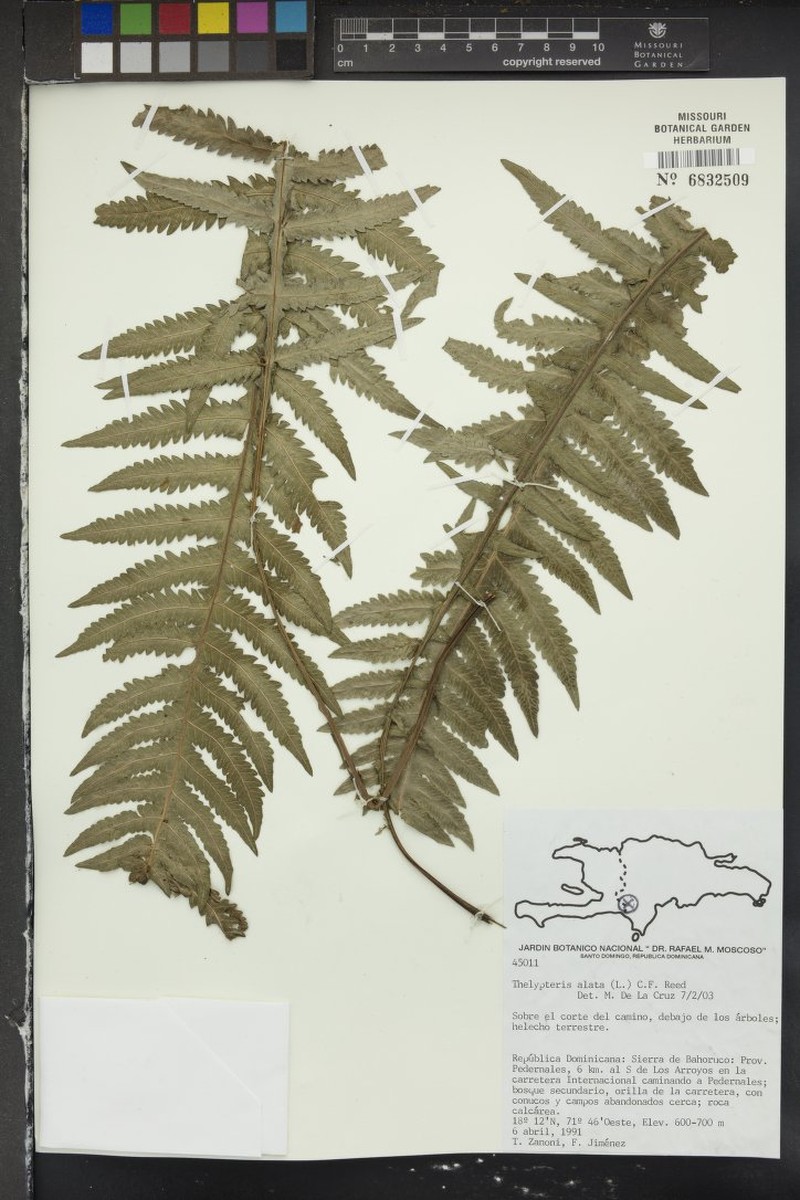 Thelypteris alata