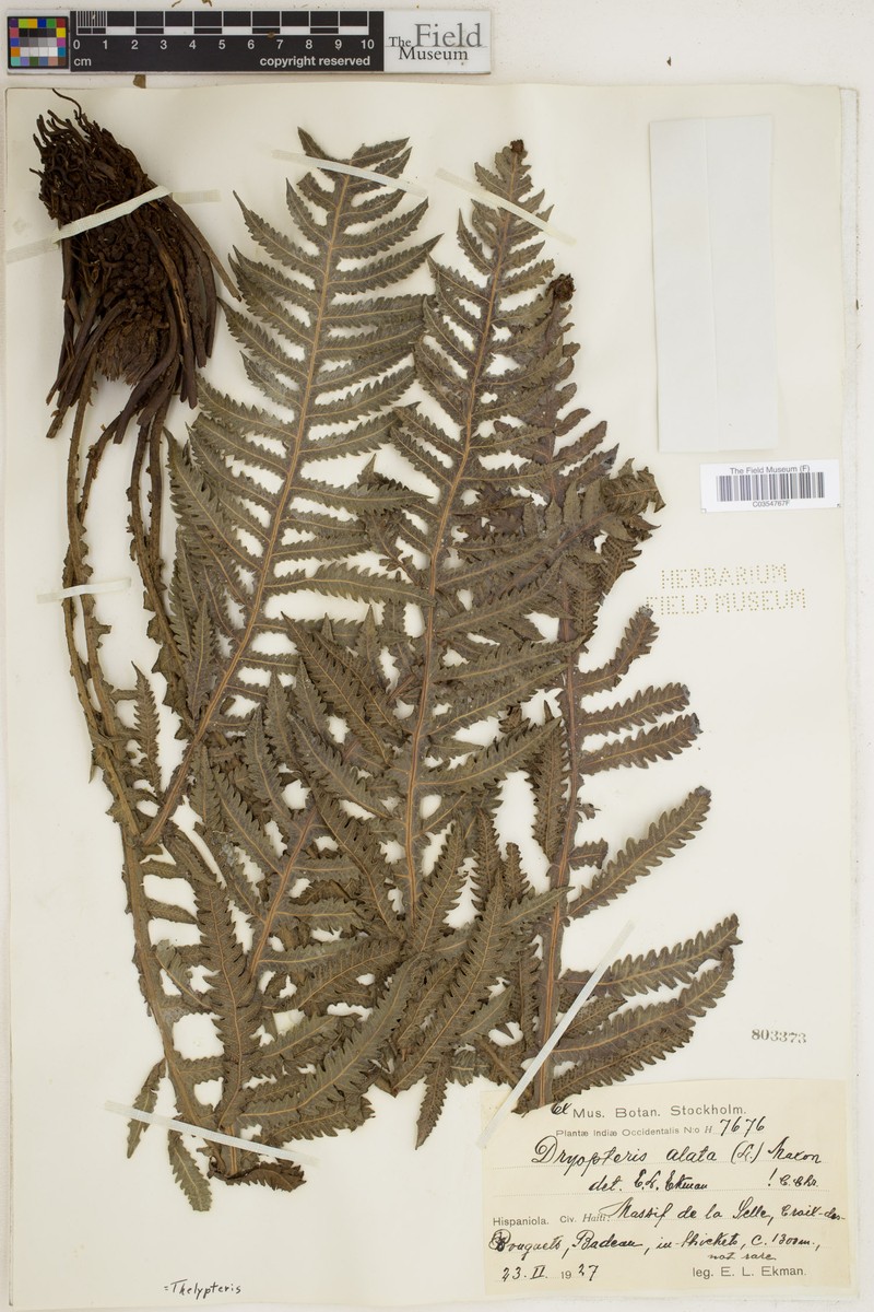 Thelypteris alata photo 2
