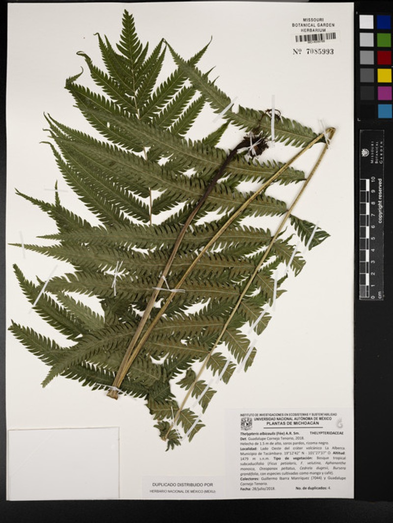Thelypteris albicaulis