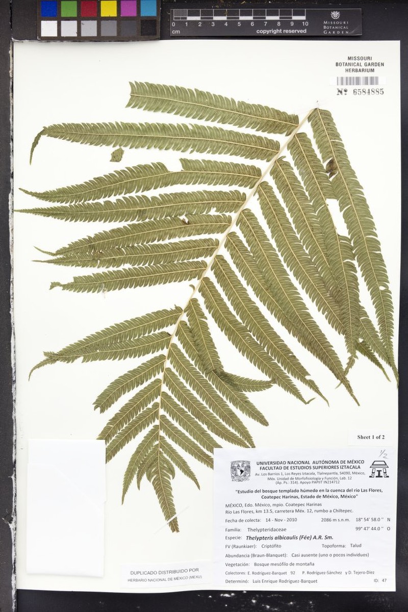 Thelypteris albicaulis photo 2