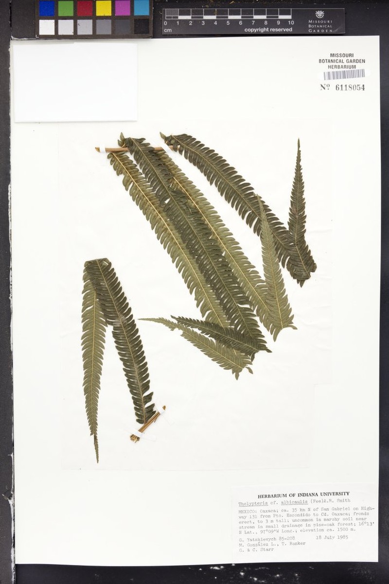 Thelypteris albicaulis photo 3
