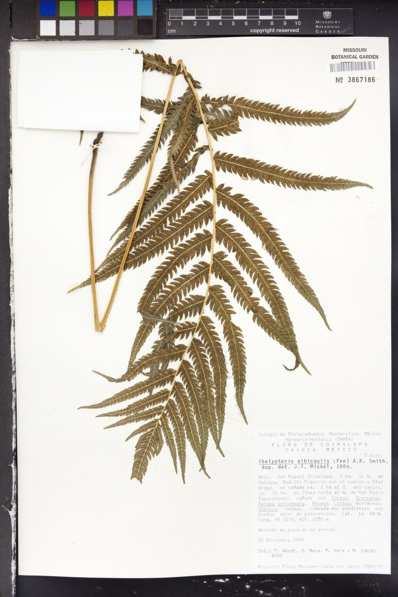 Thelypteris albicaulis photo 4