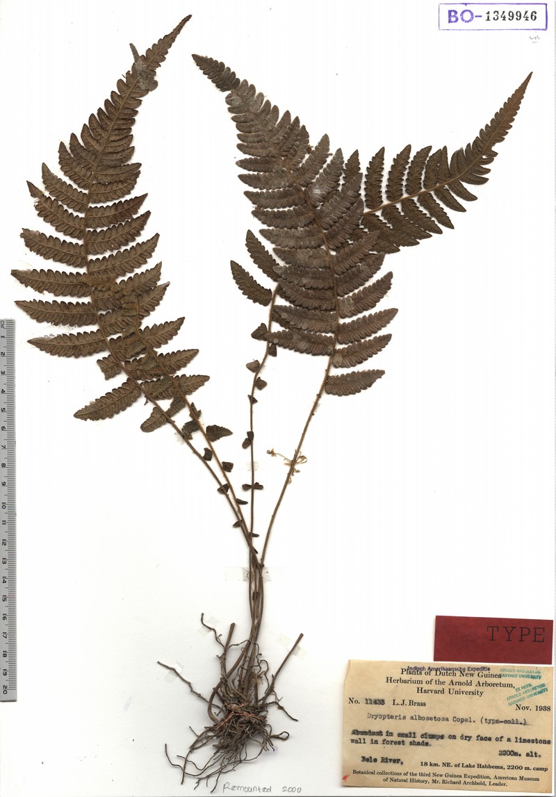 Thelypteris albosetosa