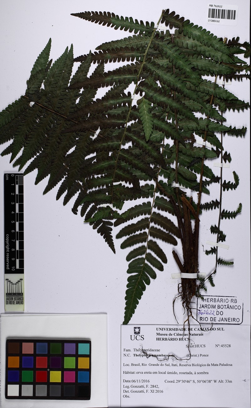 Thelypteris amambayensis