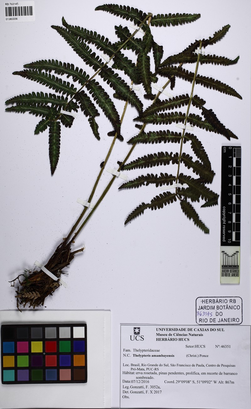 Thelypteris amambayensis photo 2
