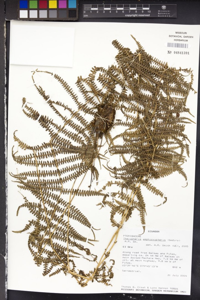 Thelypteris amphioxypteris