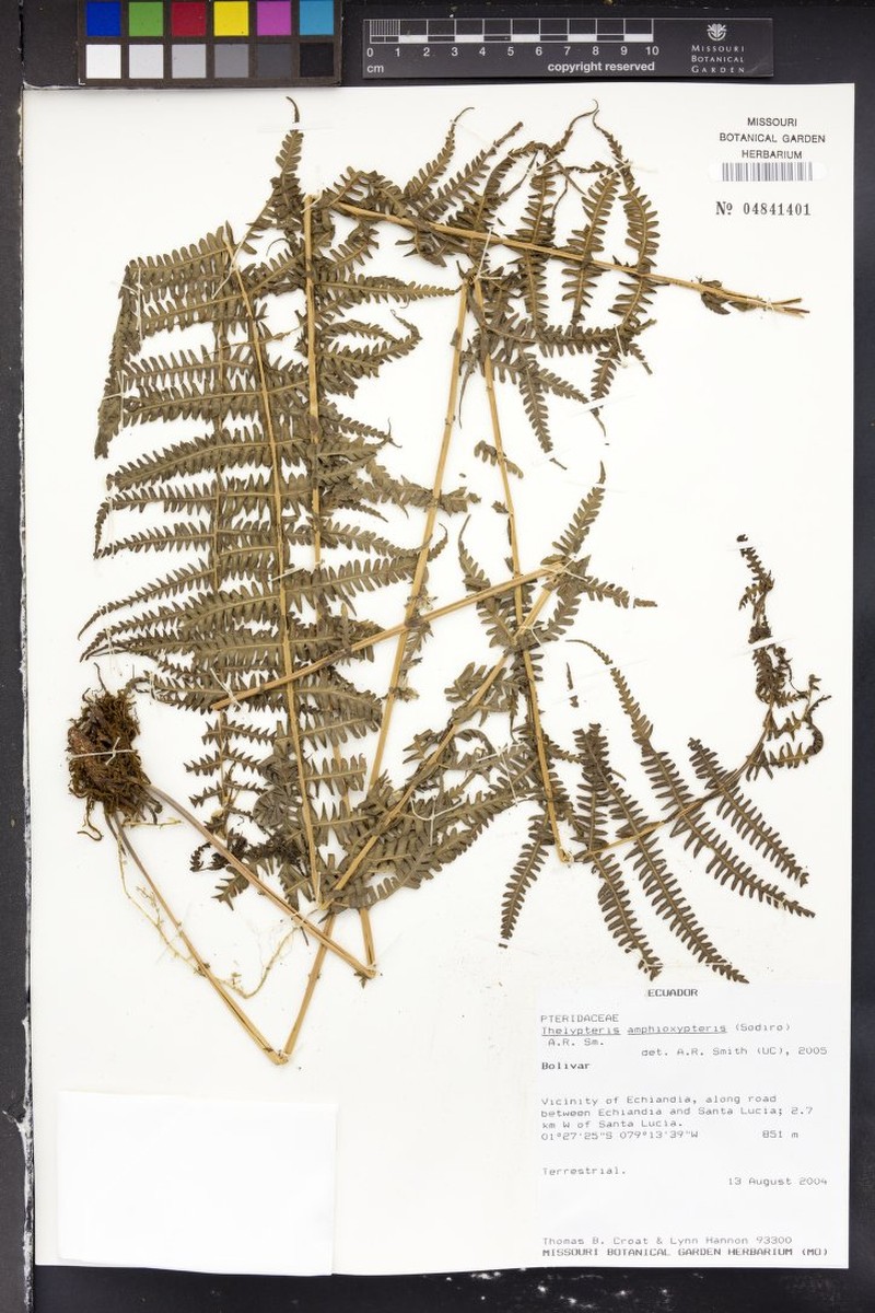 Thelypteris amphioxypteris photo 2