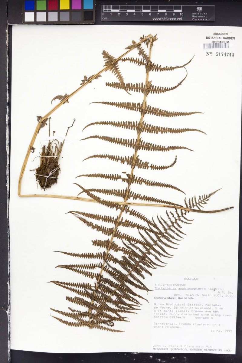 Thelypteris amphioxypteris photo 3
