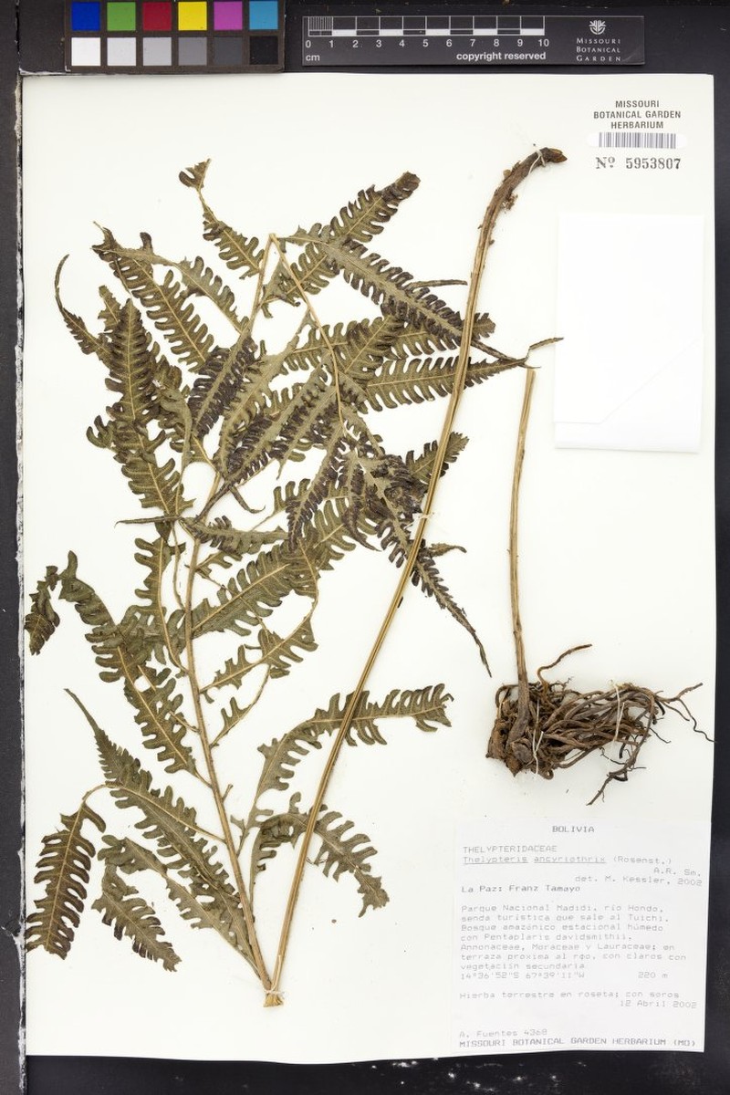 Thelypteris ancyriothrix