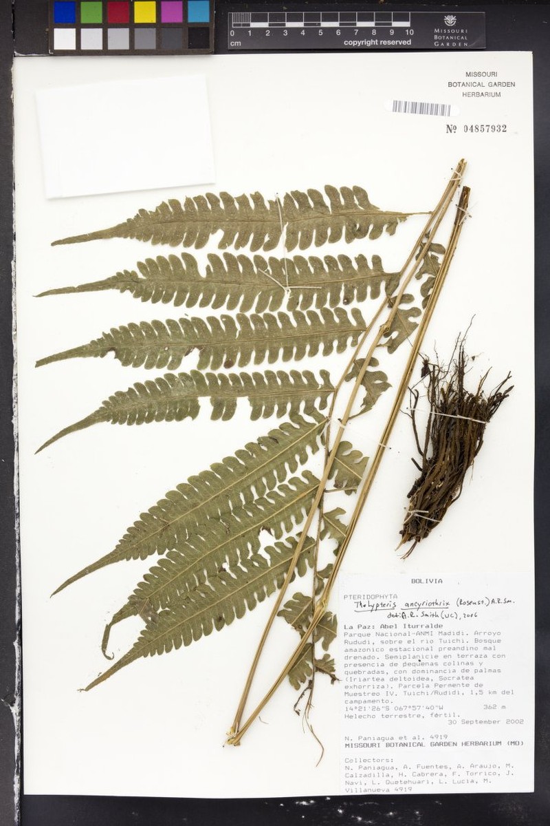 Thelypteris ancyriothrix photo 2