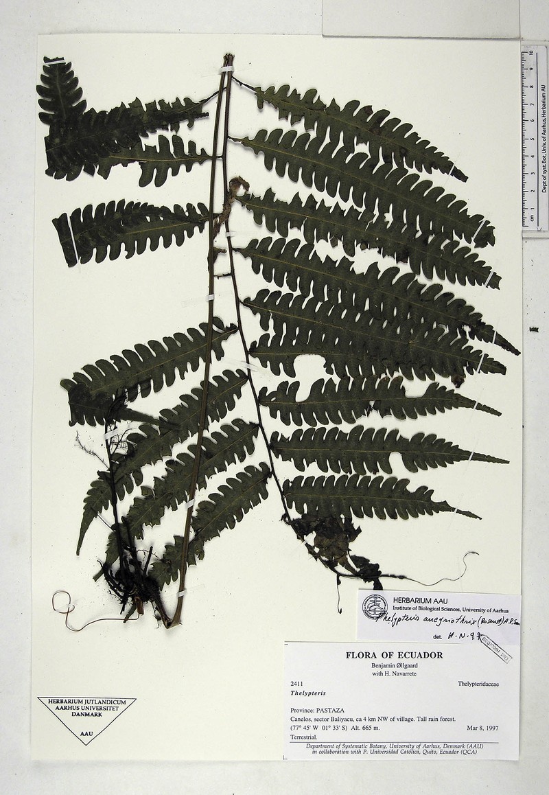Thelypteris ancyriothrix photo 3