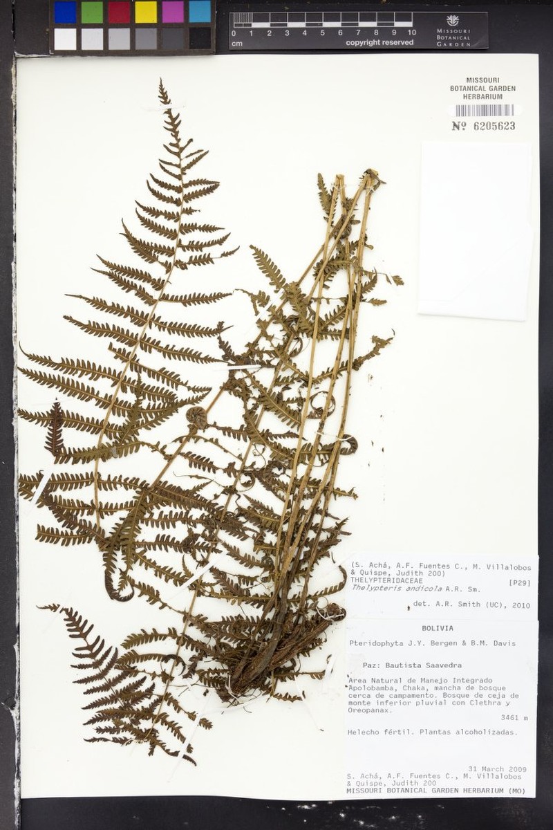 Thelypteris andicola