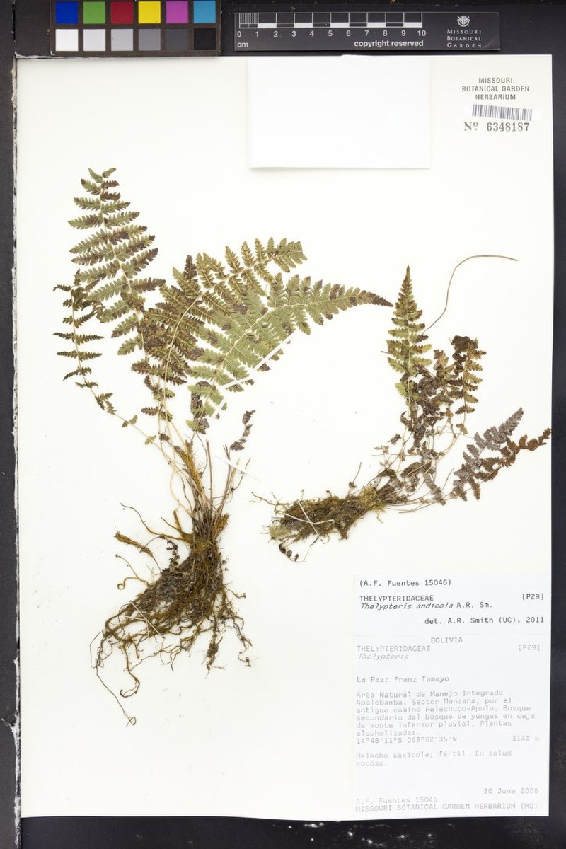 Thelypteris andicola photo 2