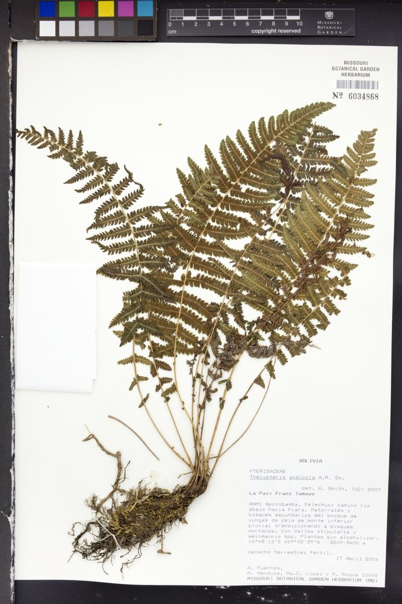 Thelypteris andicola photo 3