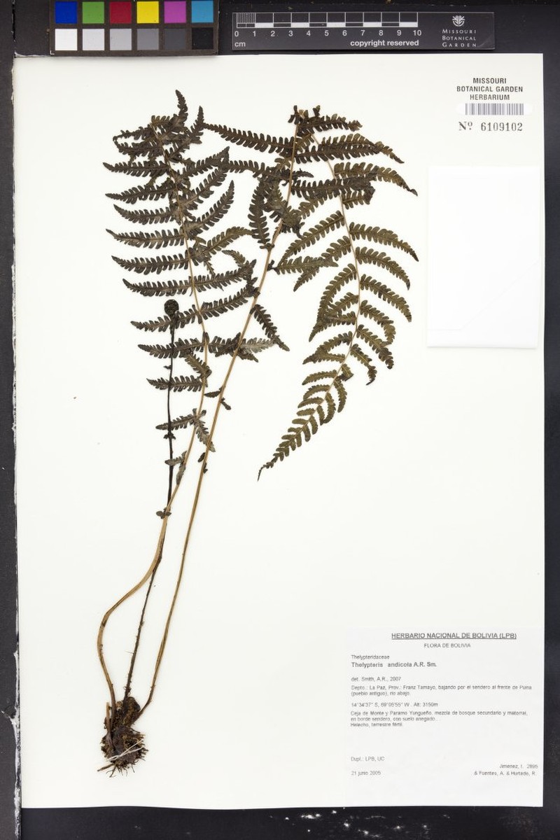 Thelypteris andicola photo 4