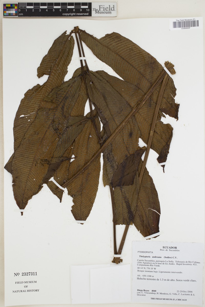 Thelypteris andreana