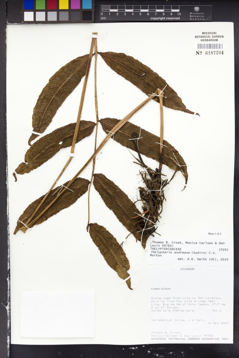 Thelypteris andreana photo 2