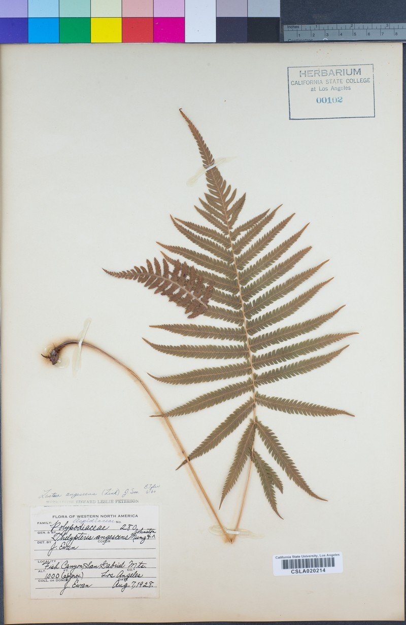 Thelypteris angiensis