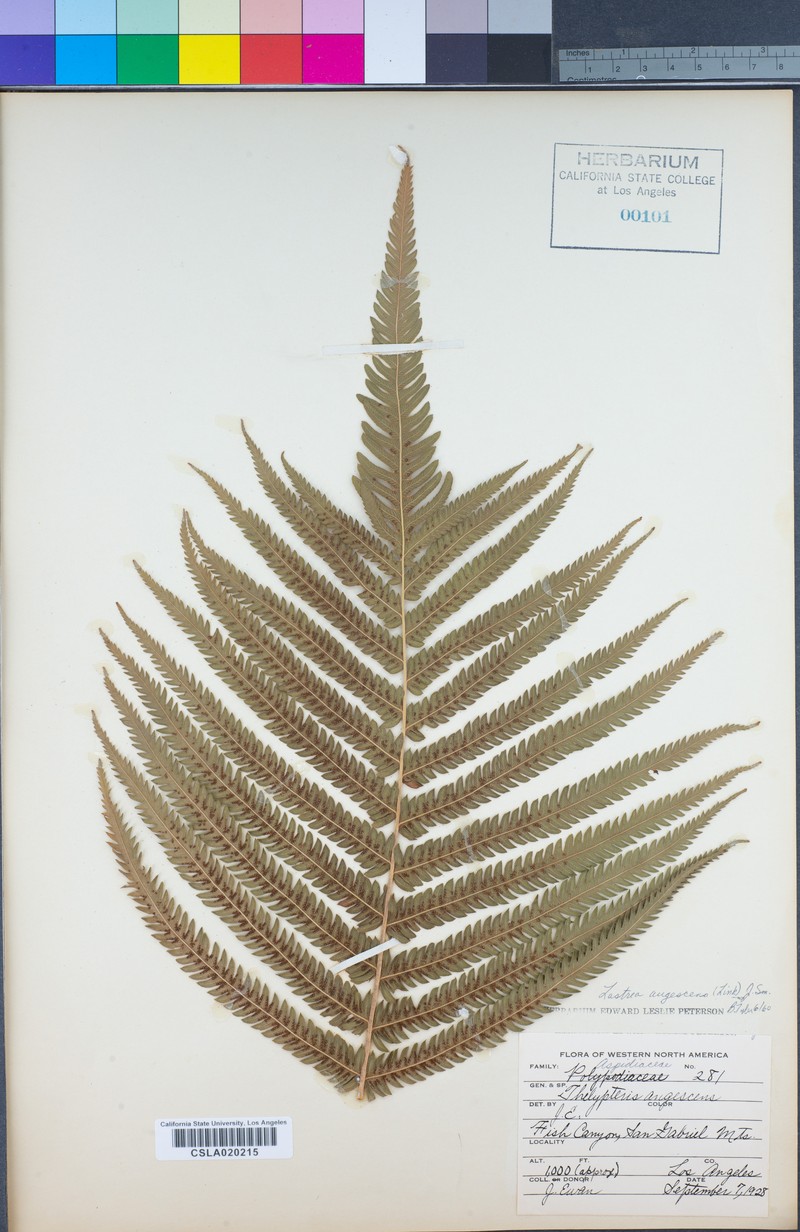 Thelypteris angiensis photo 2