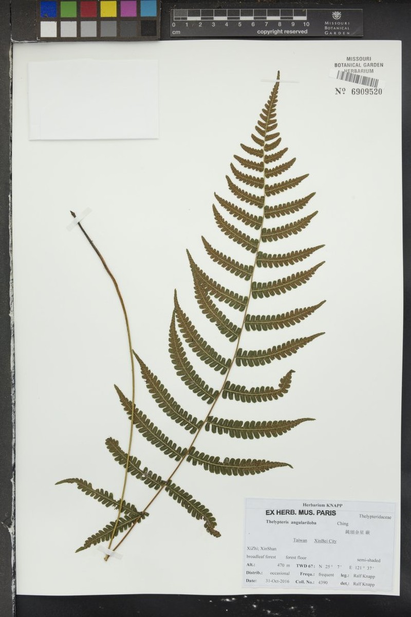 Thelypteris angulariloba